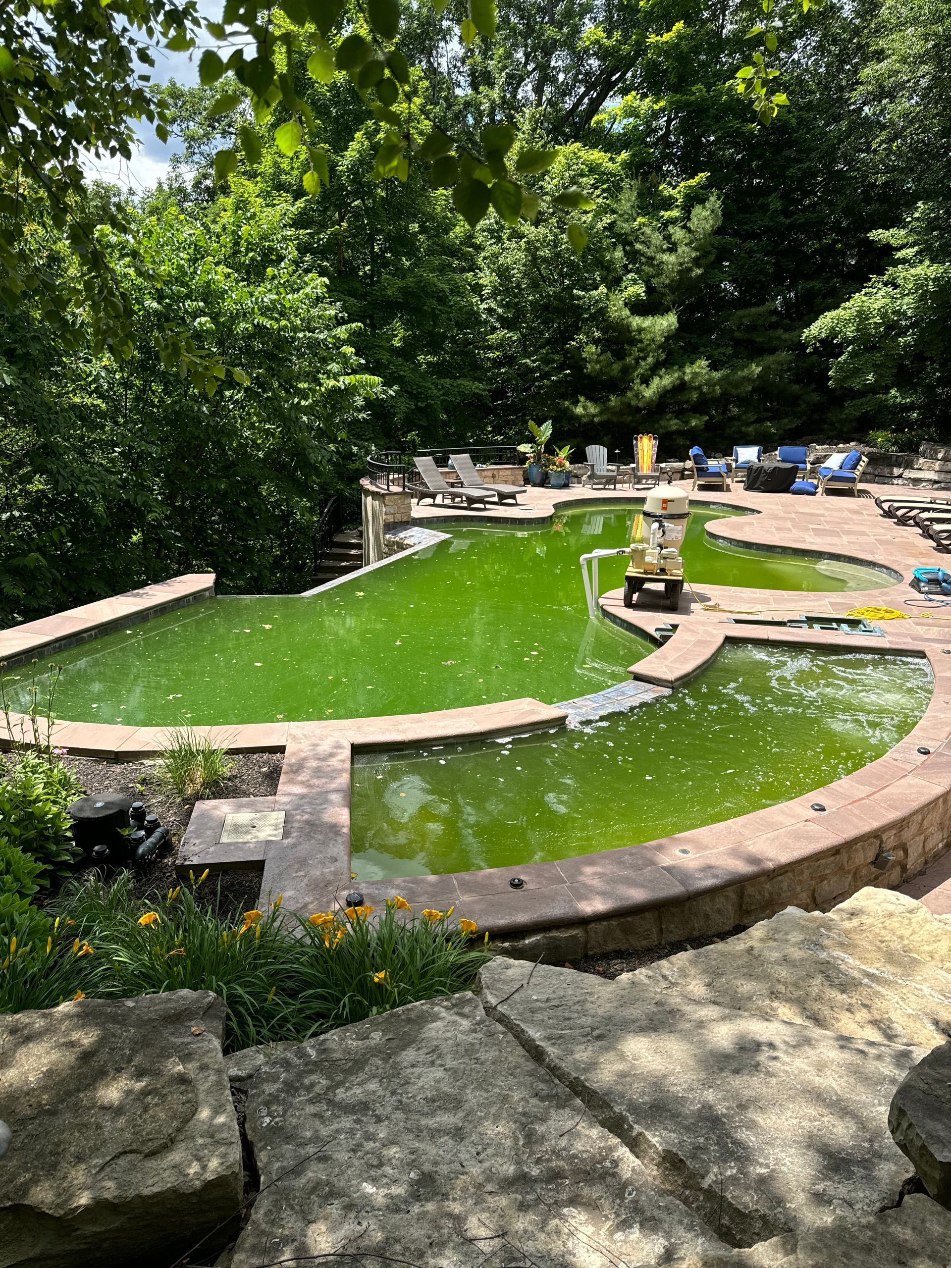 Stone pond with bright green water, surrounded by lush trees and rocks in a garden.
