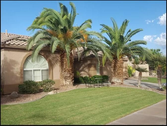 Two palm trees in front of a beige house with green grass and blue sky.