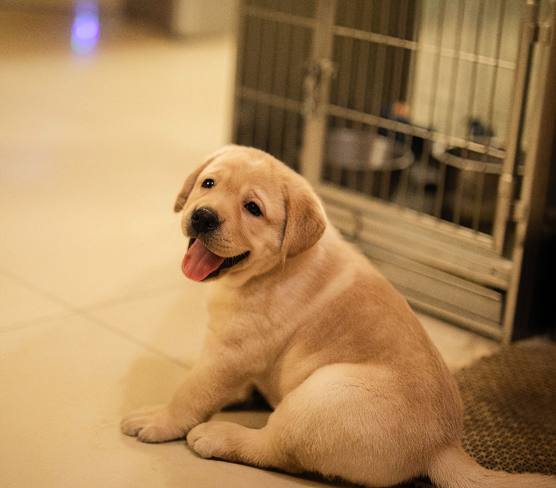 A yellow Labrador puppy sitting indoors beside a crate.