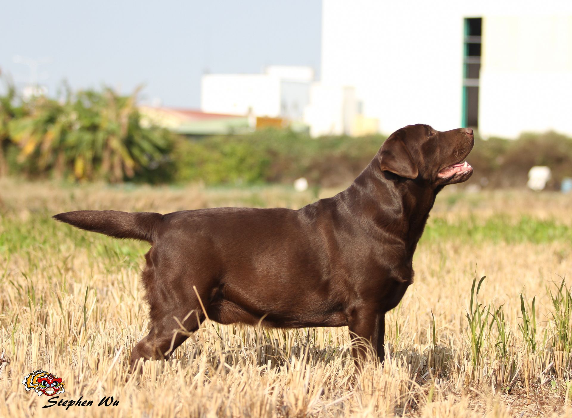 Iron, a Labrador Retriever at Toptail Labradors.