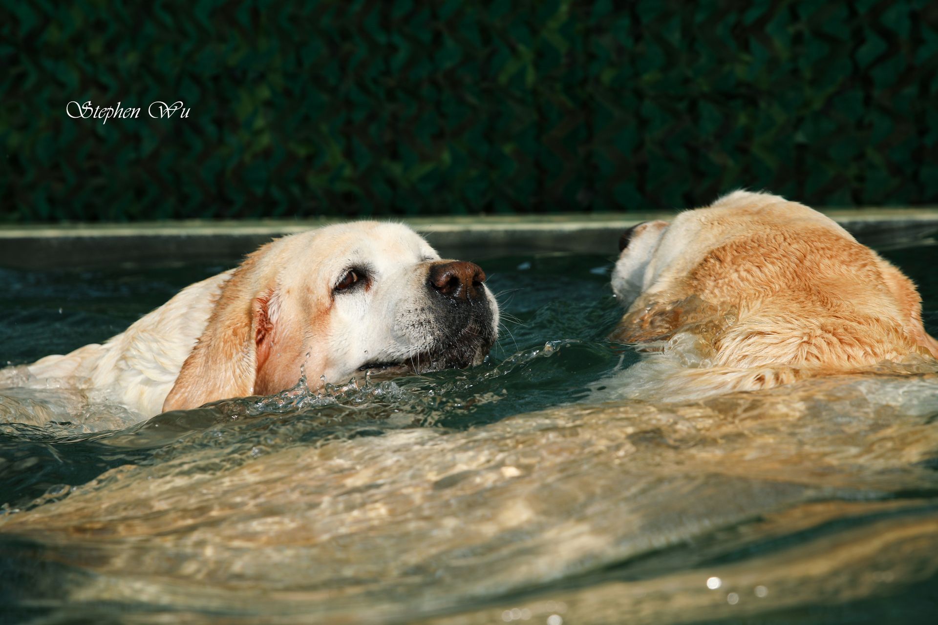 Alice, a Labrador Retriever at Toptail Labradors.