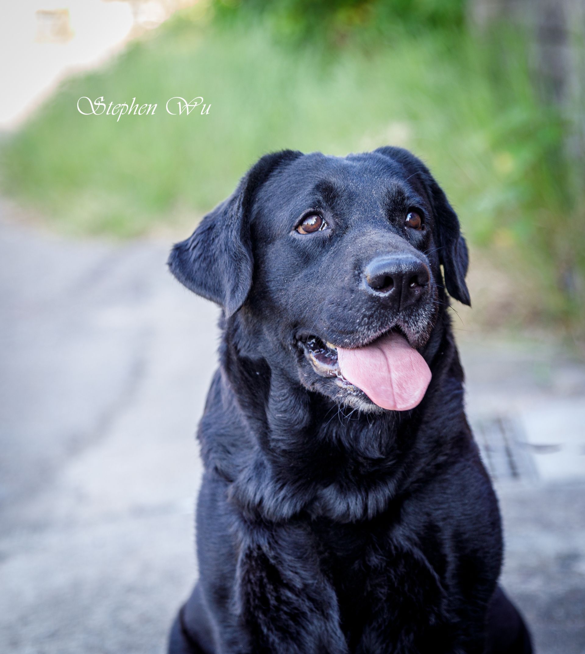 Hami, a Labrador Retriever at Toptail Labradors.