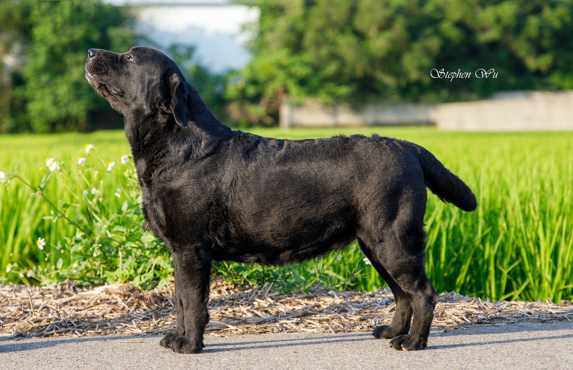 Hami, a Labrador Retriever at Toptail Labradors.