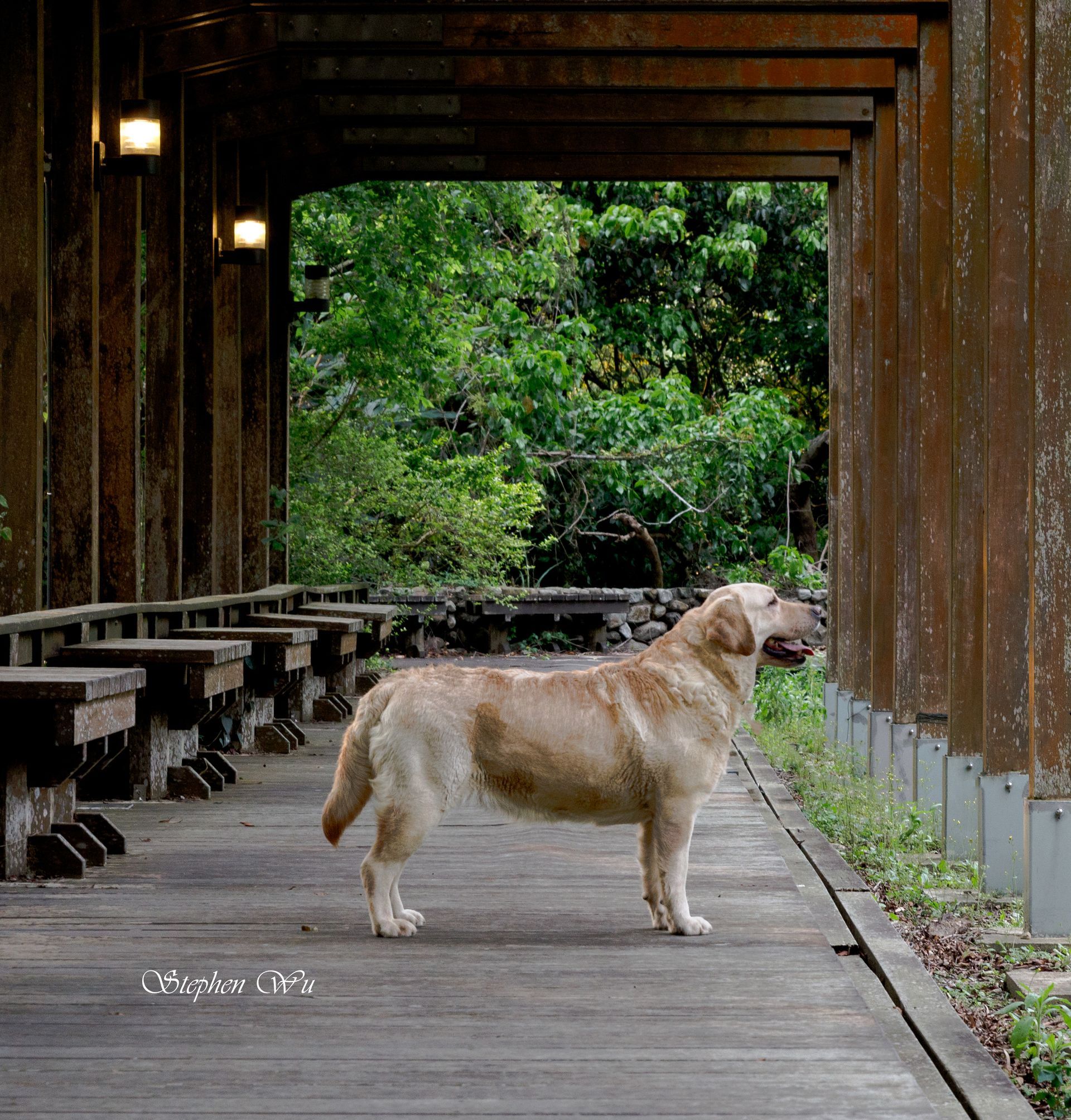 Umi, a Labrador Retriever at Toptail Labradors.