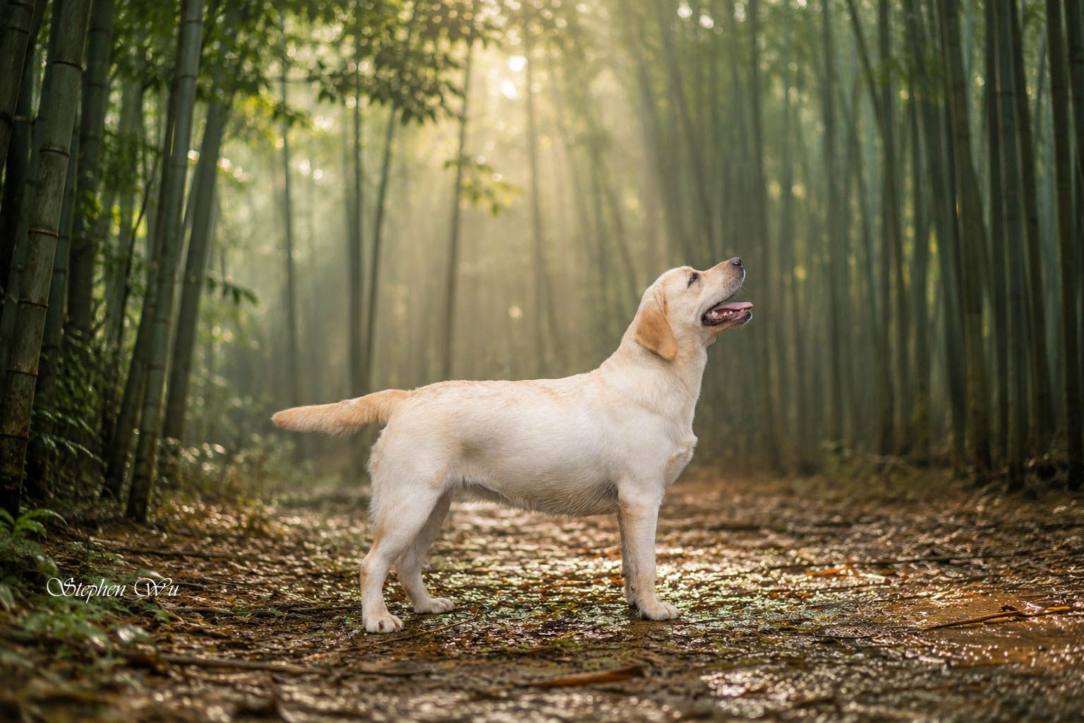Chili, a Labrador Retriever at Toptail Labradors.