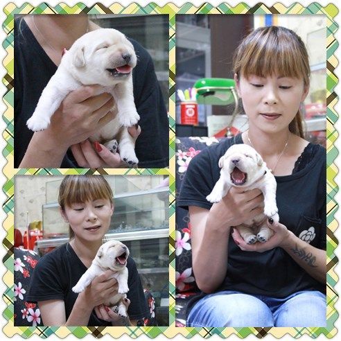 A photo collage of a person holding a yawning yellow Labrador puppy.