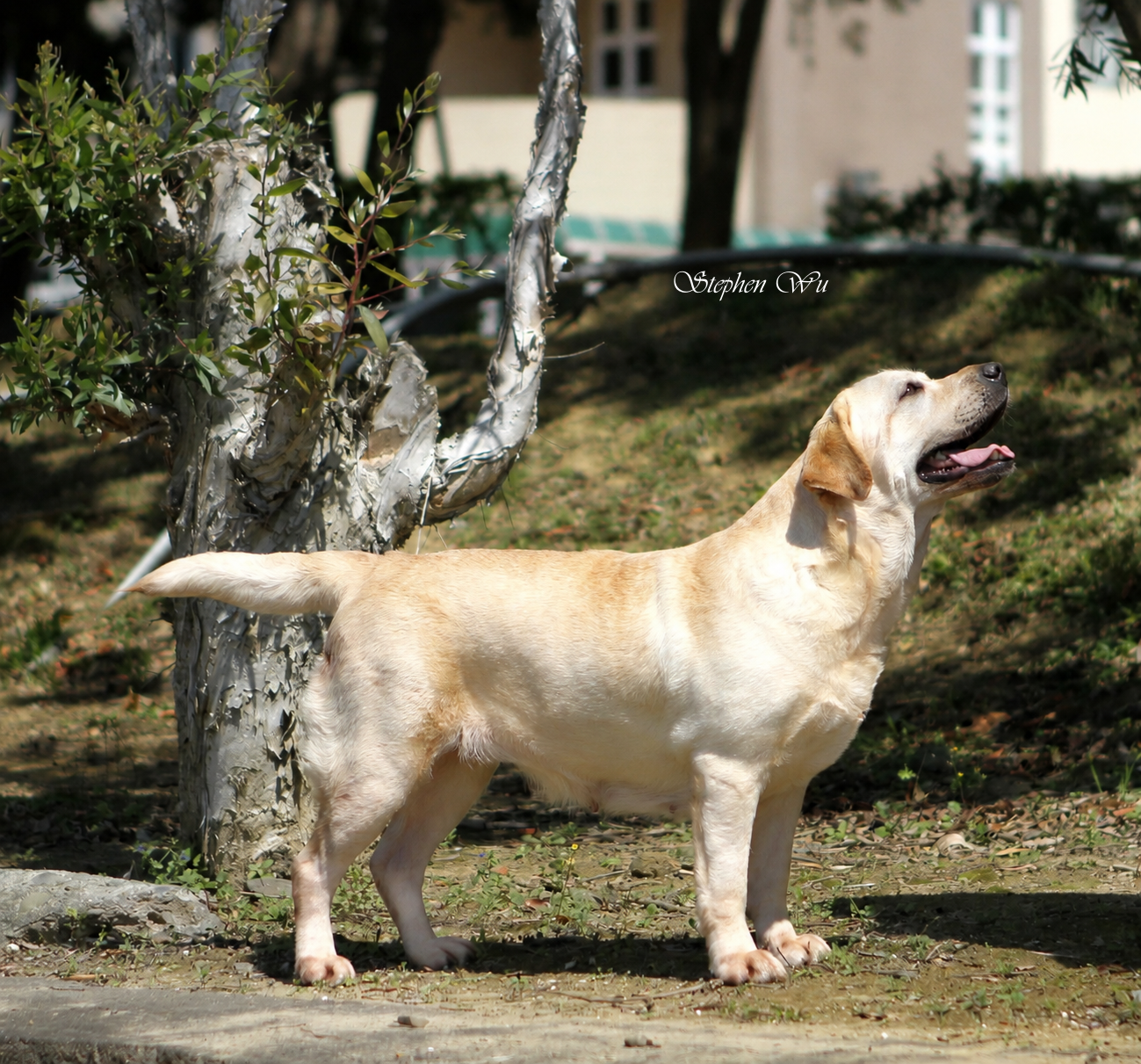 Alice, a Labrador Retriever at Toptail Labradors.