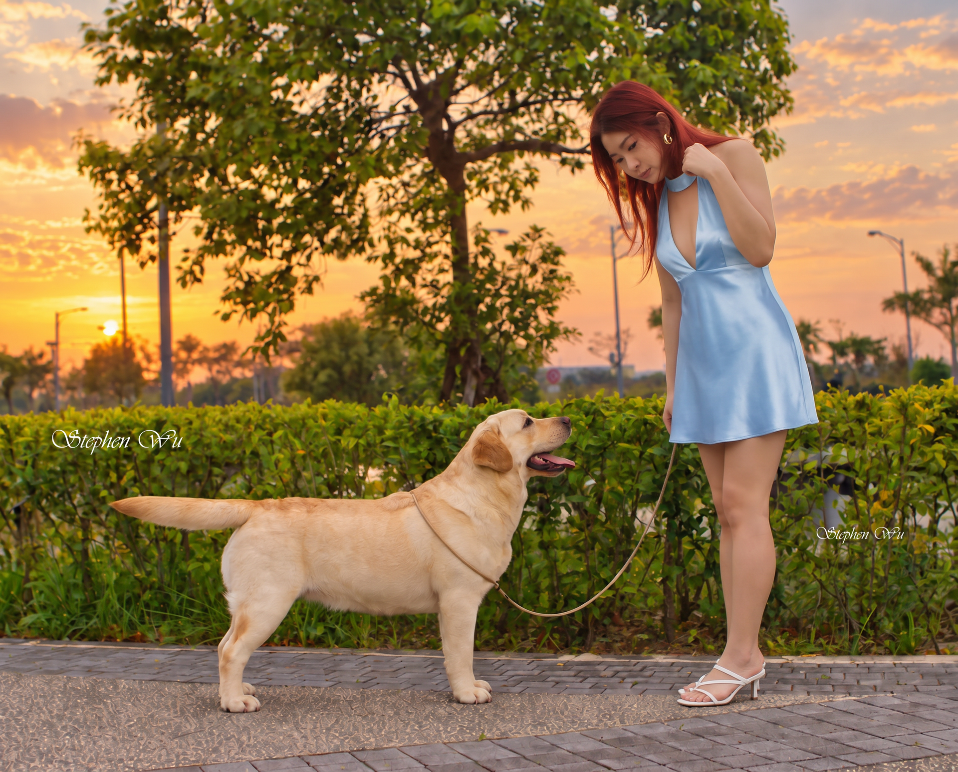 Angela, a Labrador Retriever at Toptail Labradors.