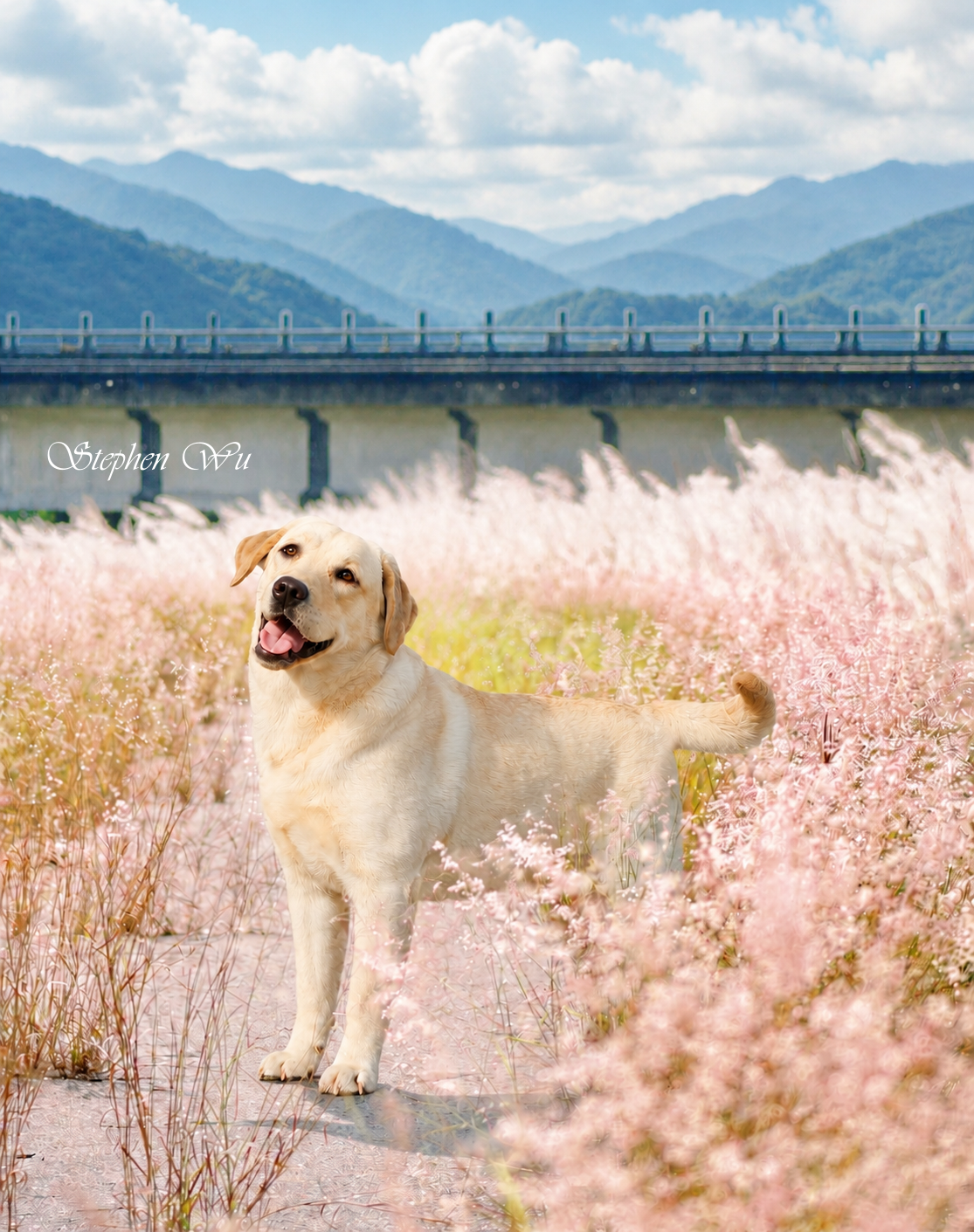Angela, a Labrador Retriever at Toptail Labradors.