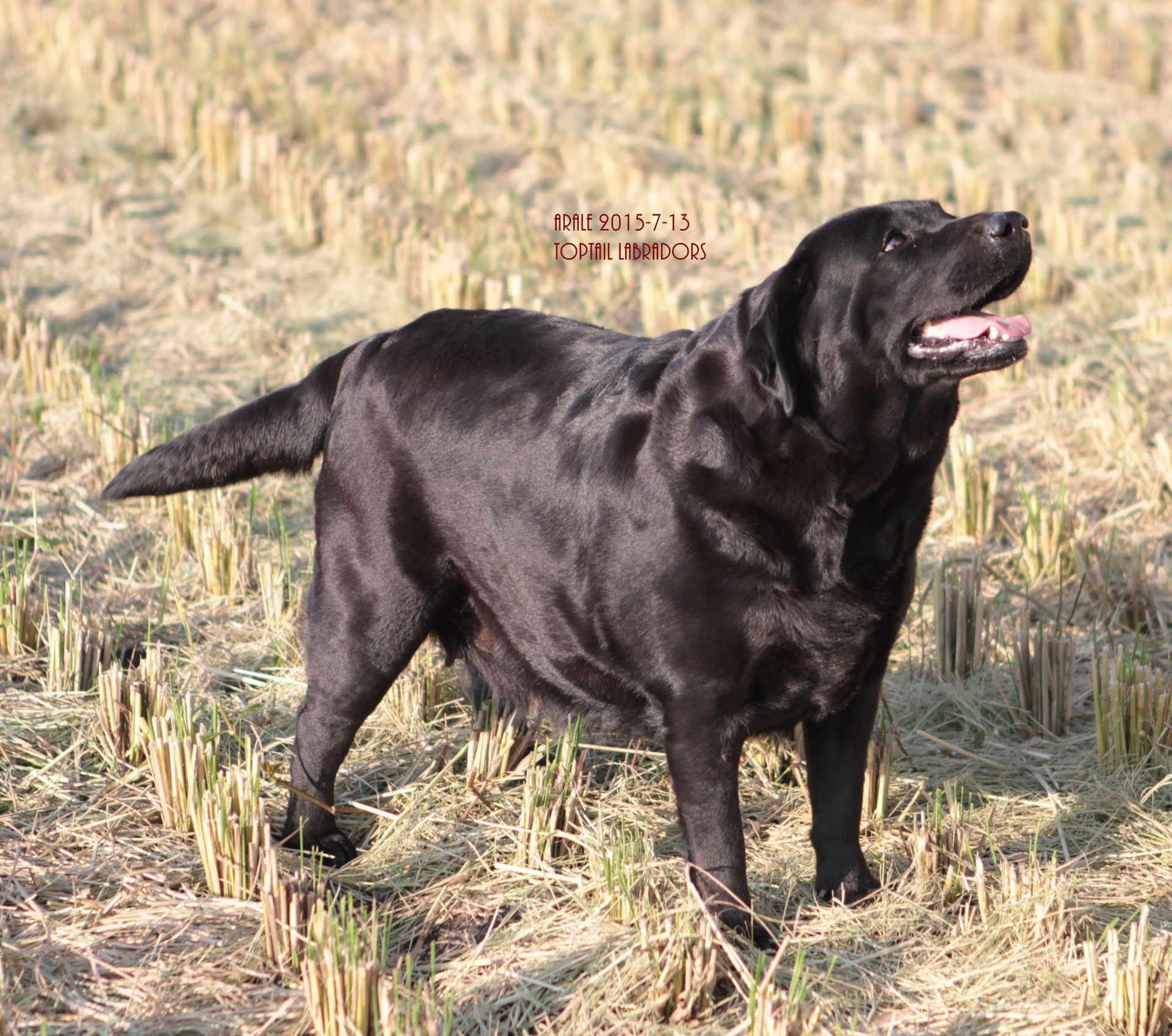 Arale, a Labrador Retriever at Toptail Labradors.