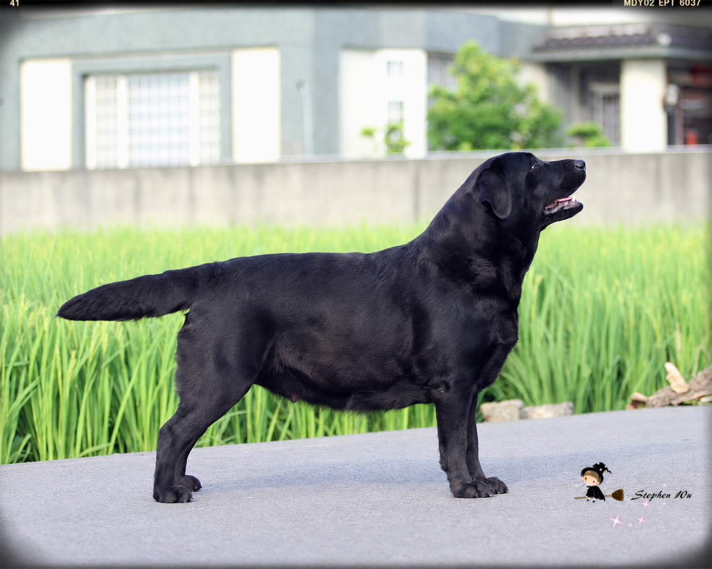 Arale, a Labrador Retriever at Toptail Labradors.