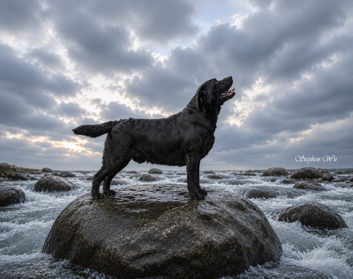 Arrow, a Labrador Retriever at Toptail Labradors.