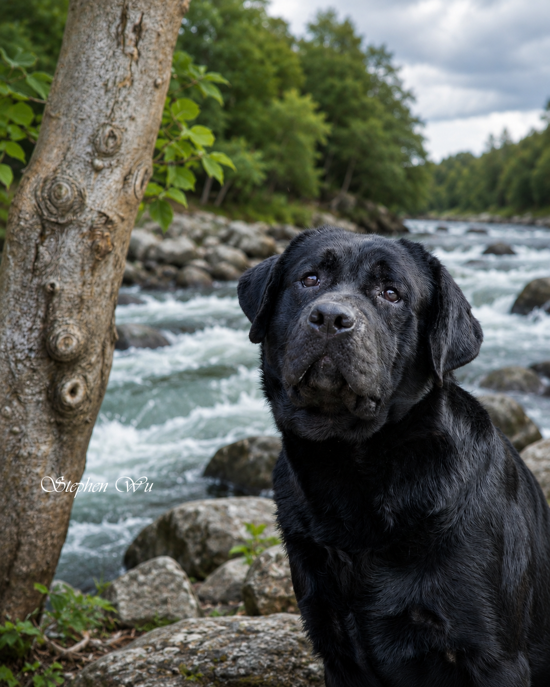 Arrow, a Labrador Retriever at Toptail Labradors.