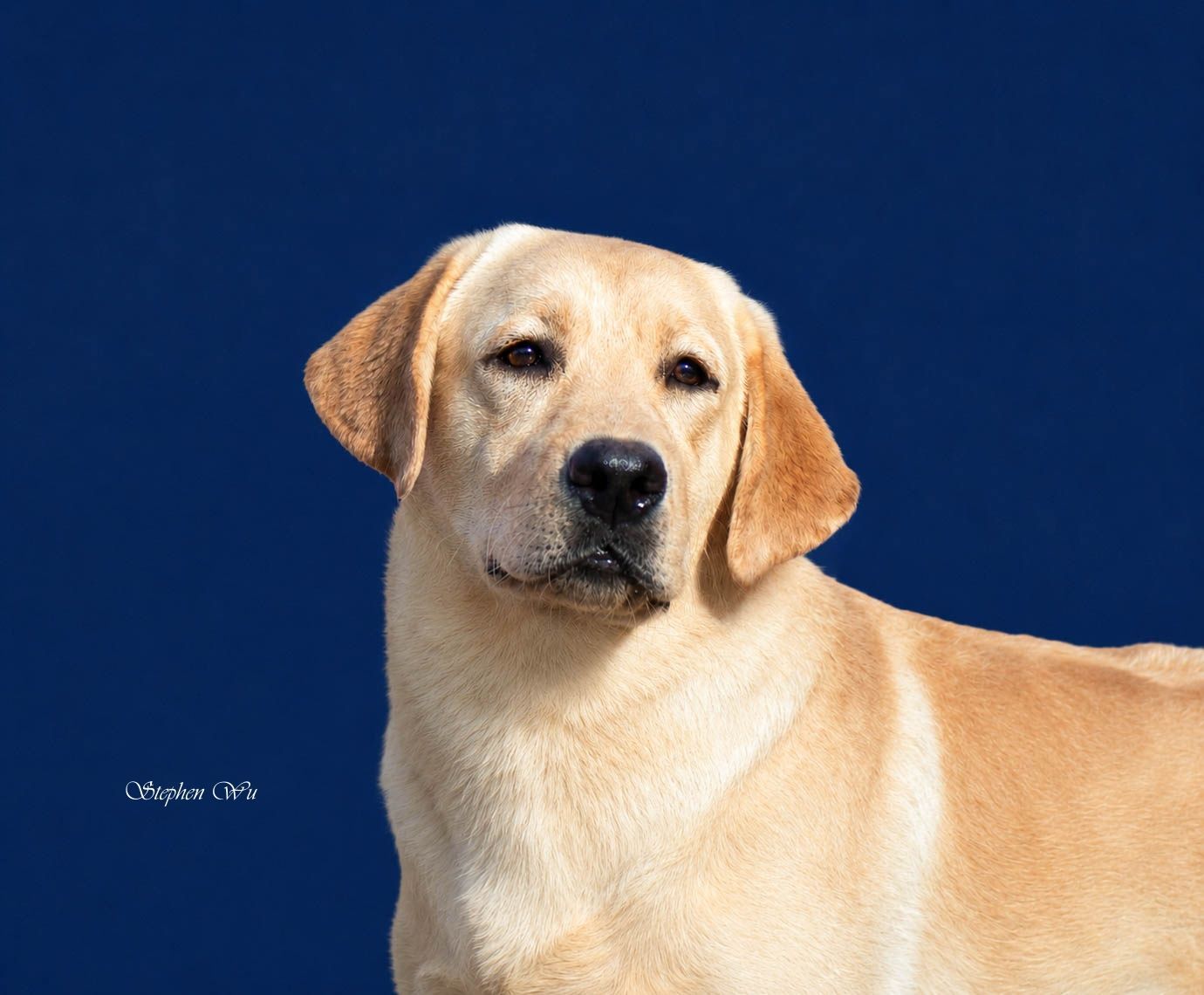 Asa, a Labrador Retriever at Toptail Labradors.