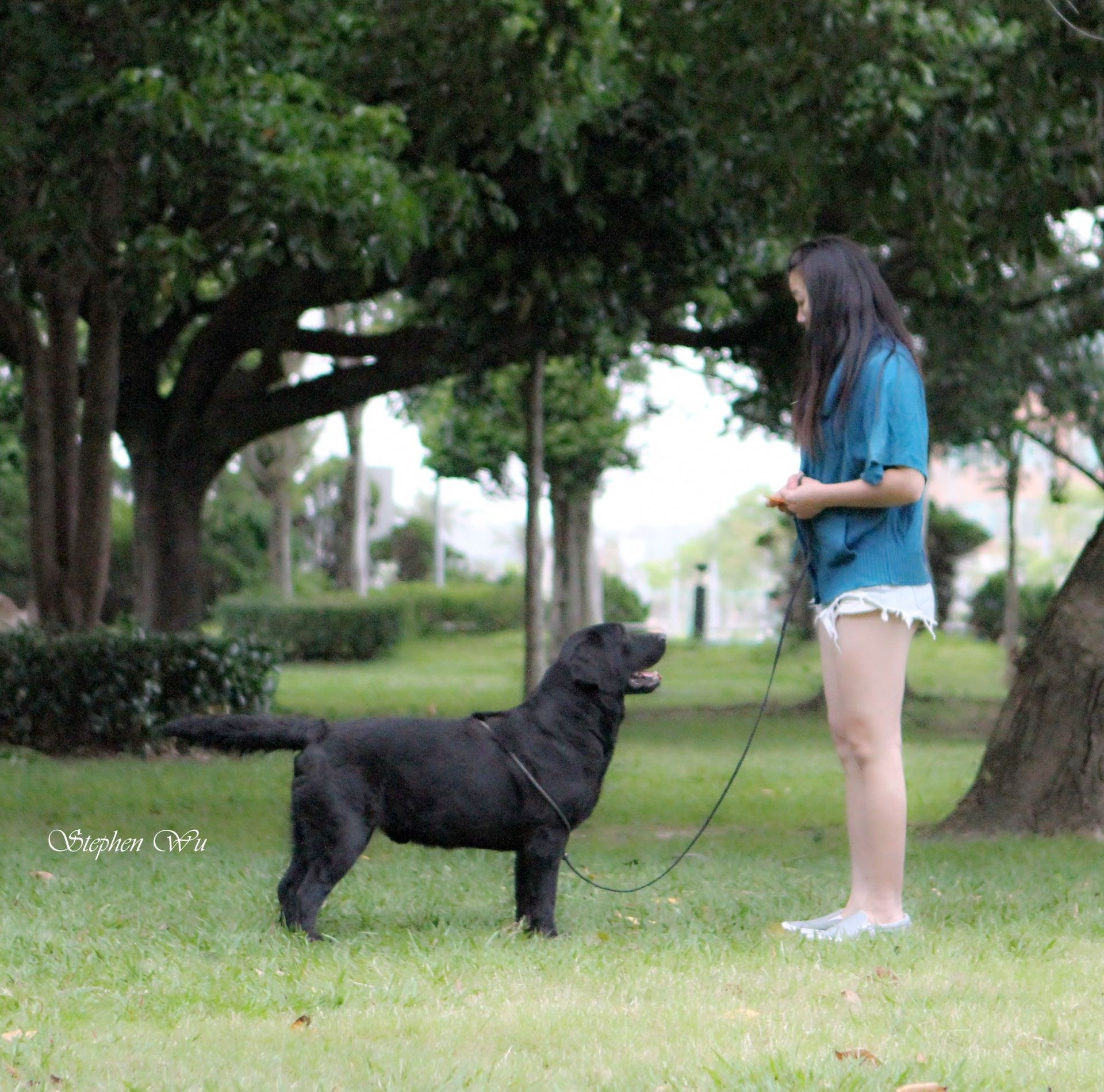 Bark, a Labrador Retriever at Toptail Labradors.