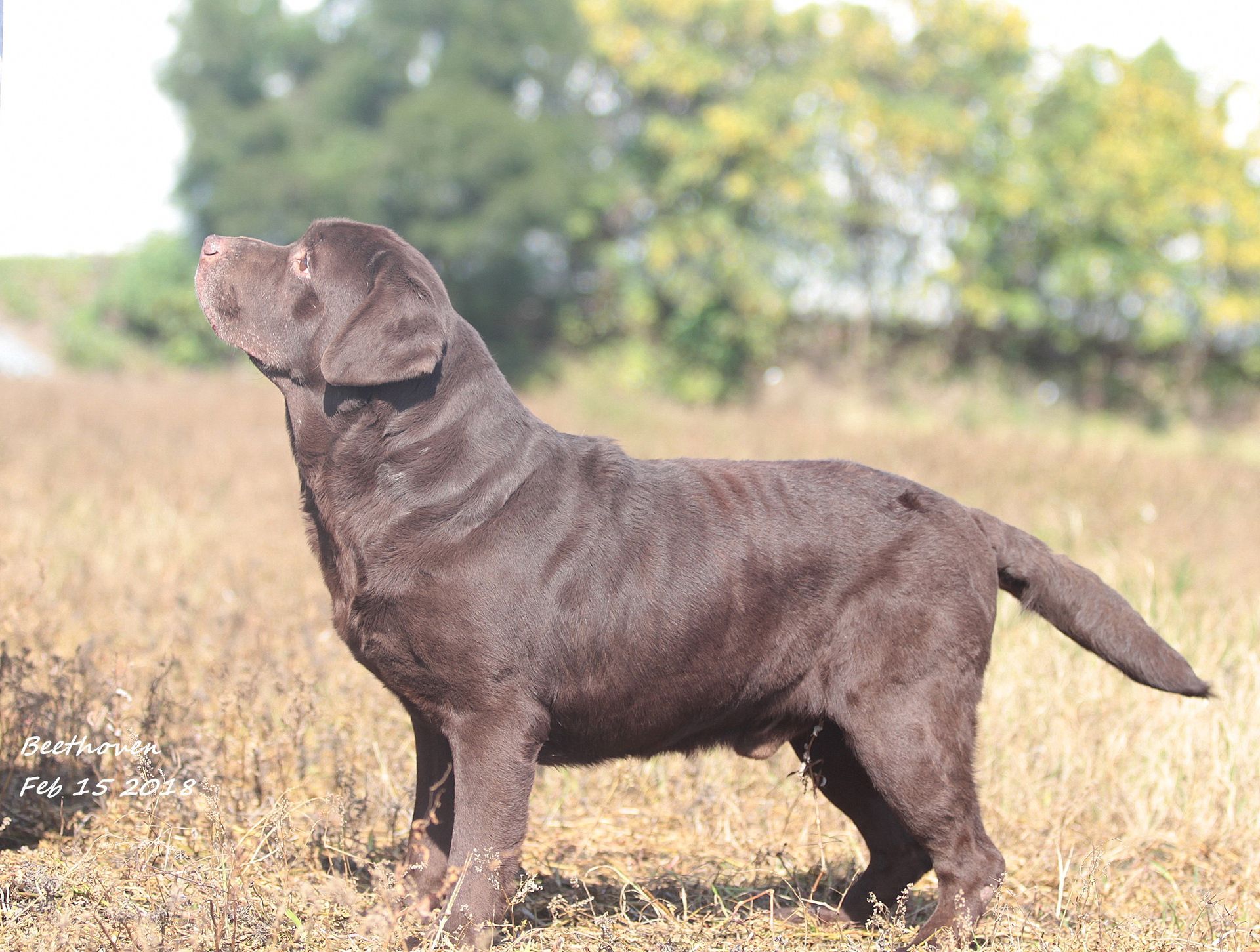 Beethoven, a Labrador Retriever at Toptail Labradors.