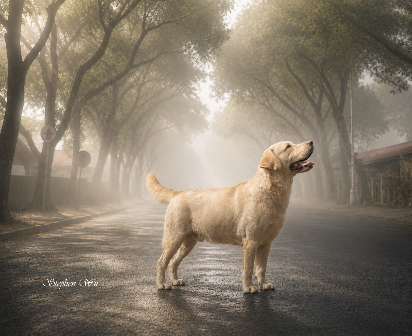 Bender, a Labrador Retriever at Toptail Labradors.