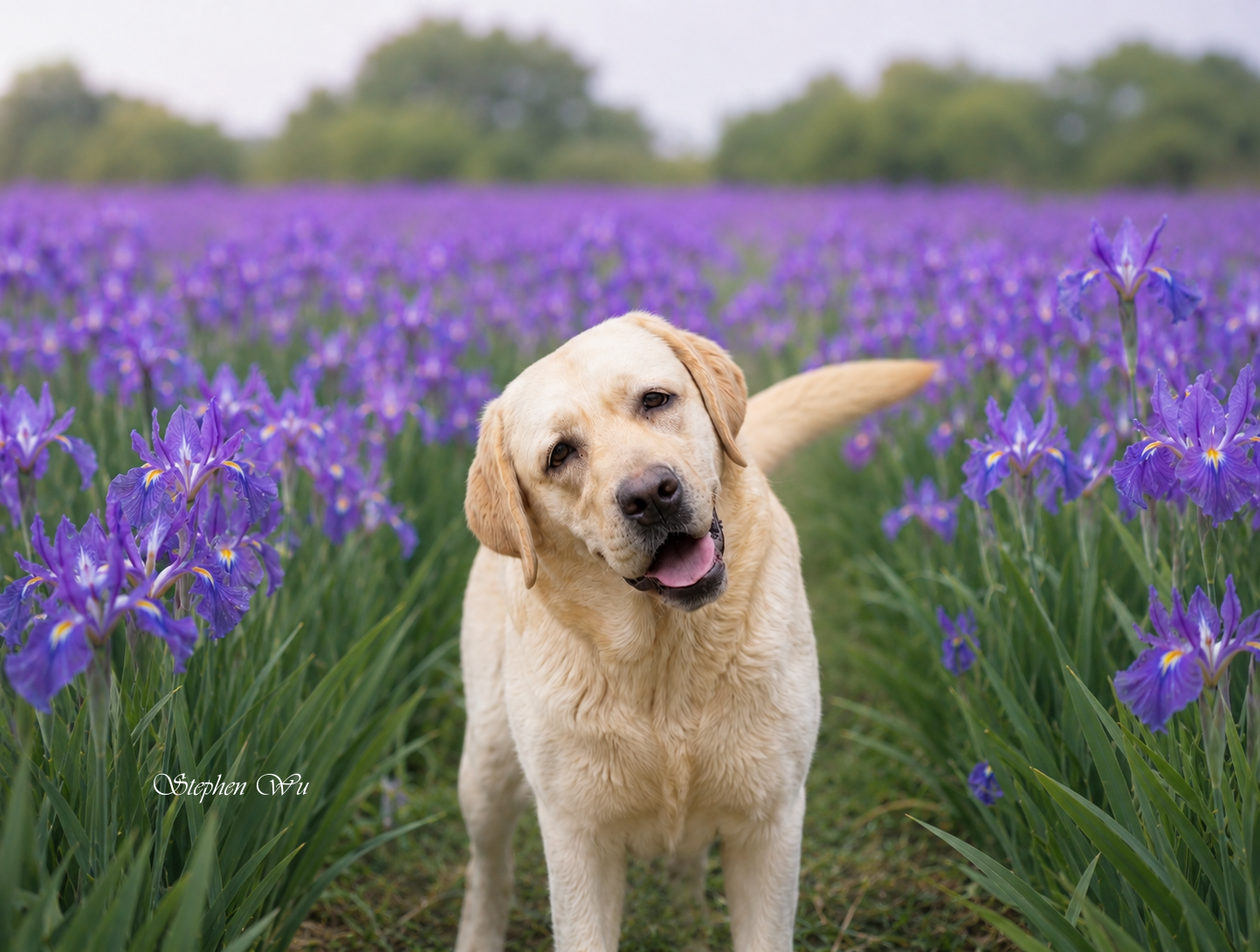 Bijou, a Labrador Retriever at Toptail Labradors.