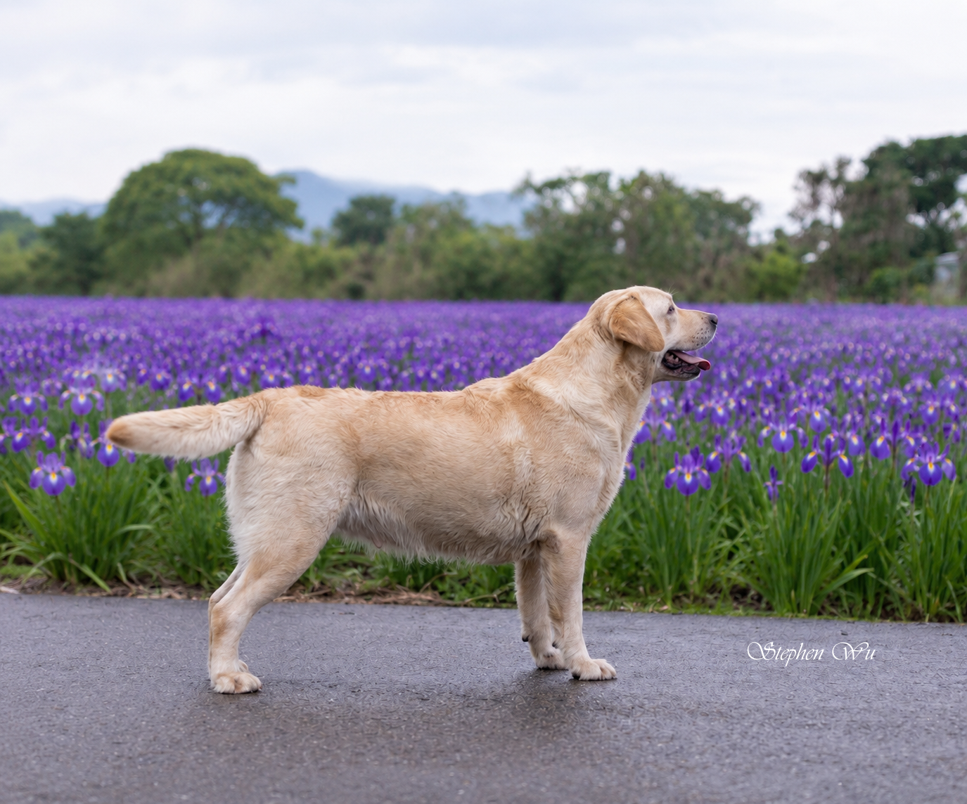 Bijou, a Labrador Retriever at Toptail Labradors.