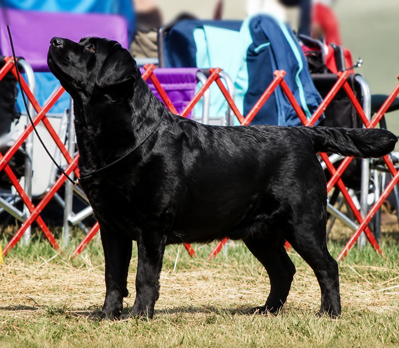 Blue, a Labrador Retriever at Toptail Labradors.