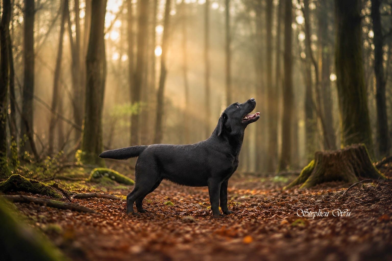 Bow, a Labrador Retriever at Toptail Labradors.