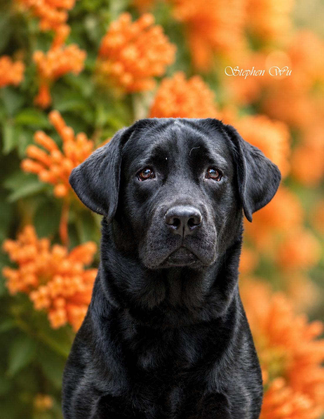 Bow, a Labrador Retriever at Toptail Labradors.