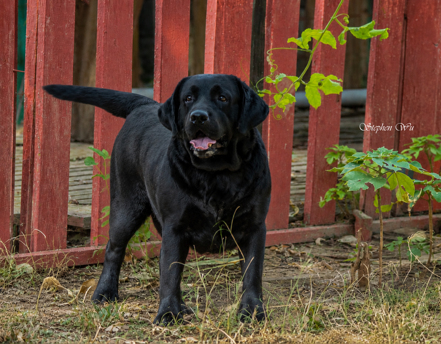 Cappu, a Labrador Retriever at Toptail Labradors.