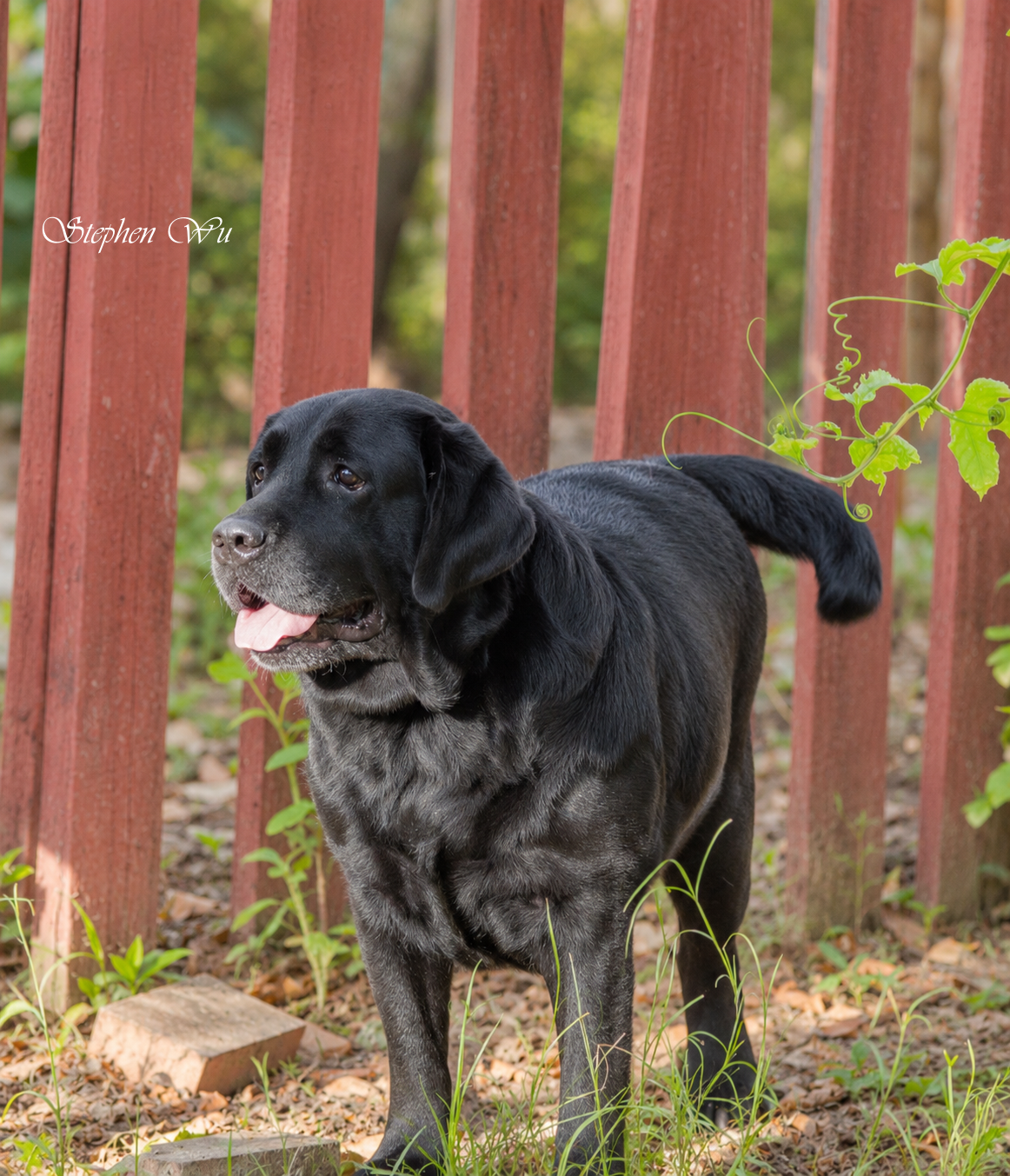 Cappu, a Labrador Retriever at Toptail Labradors.