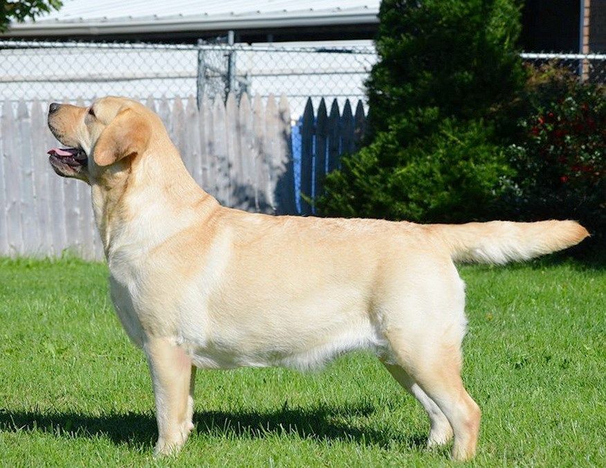 Catching, a Labrador Retriever at Toptail Labradors.