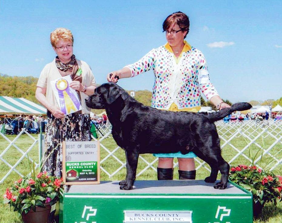 Dandy, a Labrador Retriever at Toptail Labradors.