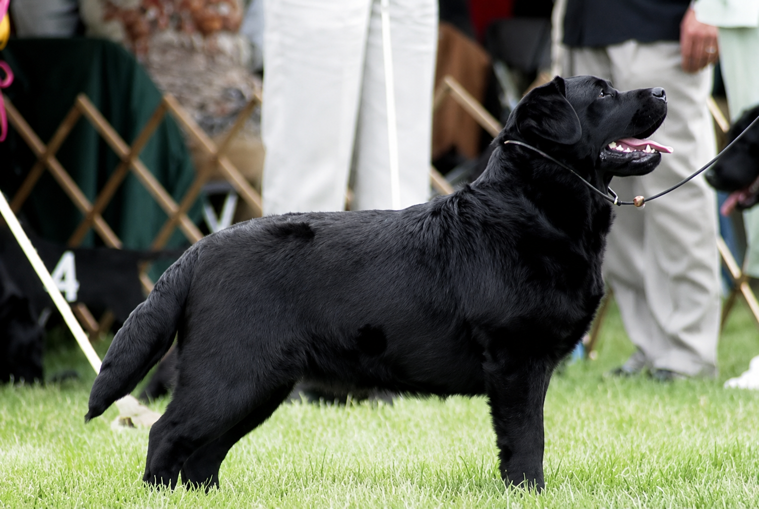 Diva, a Labrador Retriever at Toptail Labradors.
