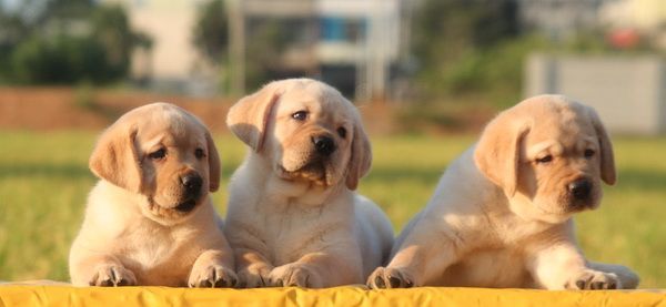 Three yellow Labrador puppies lying side by side outdoors.