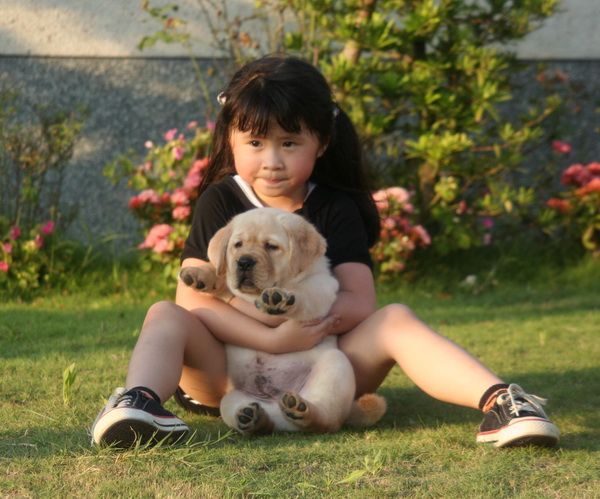 A young girl sitting on the grass and holding a yellow Labrador puppy.