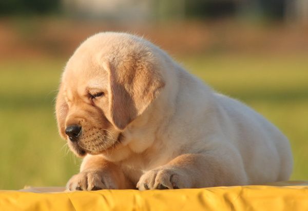 A yellow Labrador puppy lying on a yellow-covered surface outdoors.