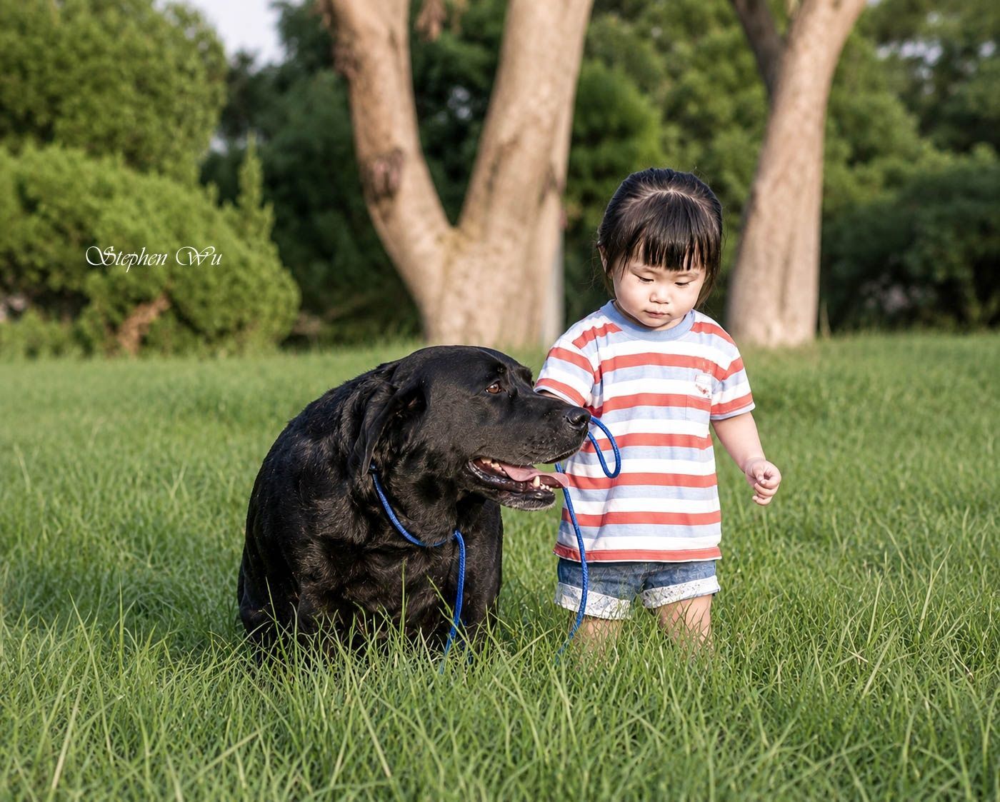 Georgia, a Labrador Retriever at Toptail Labradors.