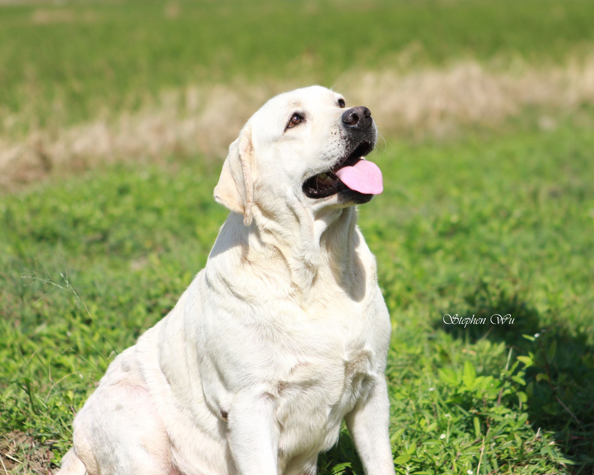 Grass, a Labrador Retriever at Toptail Labradors.