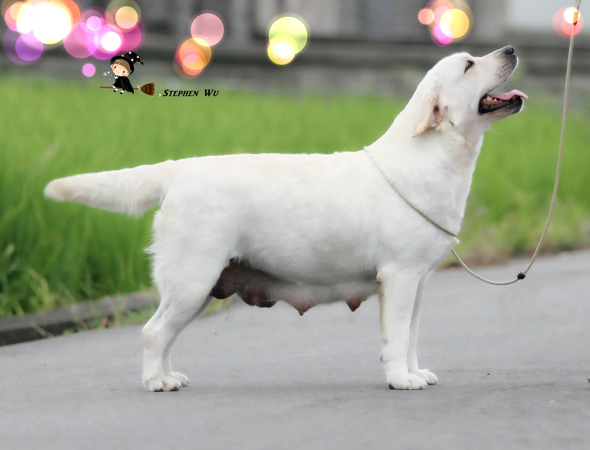 Grass, a Labrador Retriever at Toptail Labradors.
