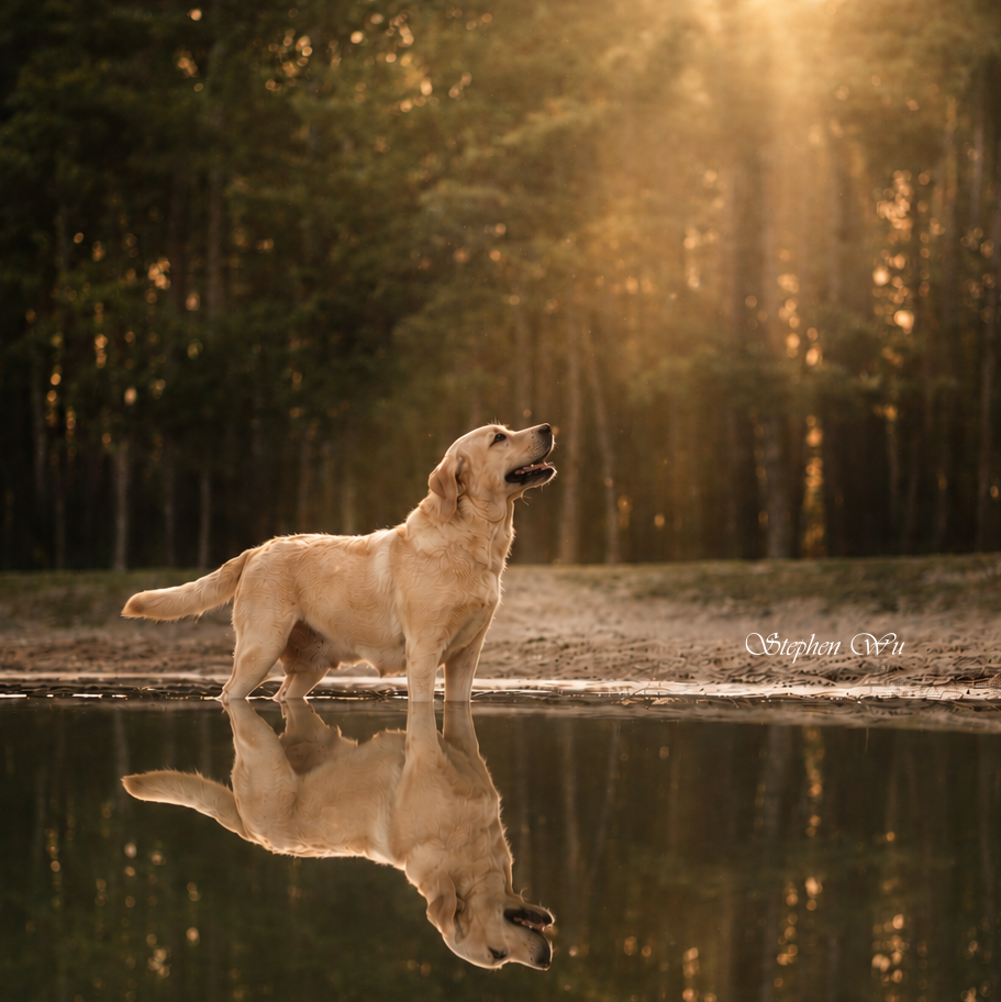 Great, a Labrador Retriever at Toptail Labradors.