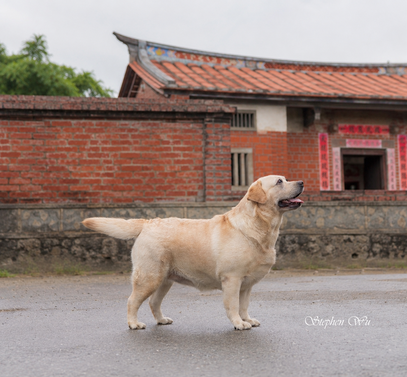 Hera, a Labrador Retriever at Toptail Labradors.