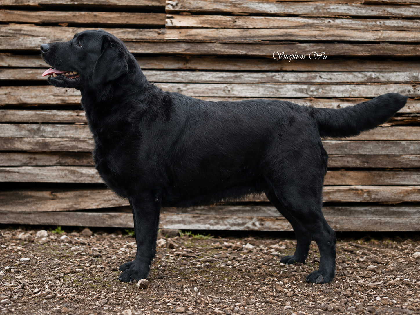 Hope, a Labrador Retriever at Toptail Labradors.