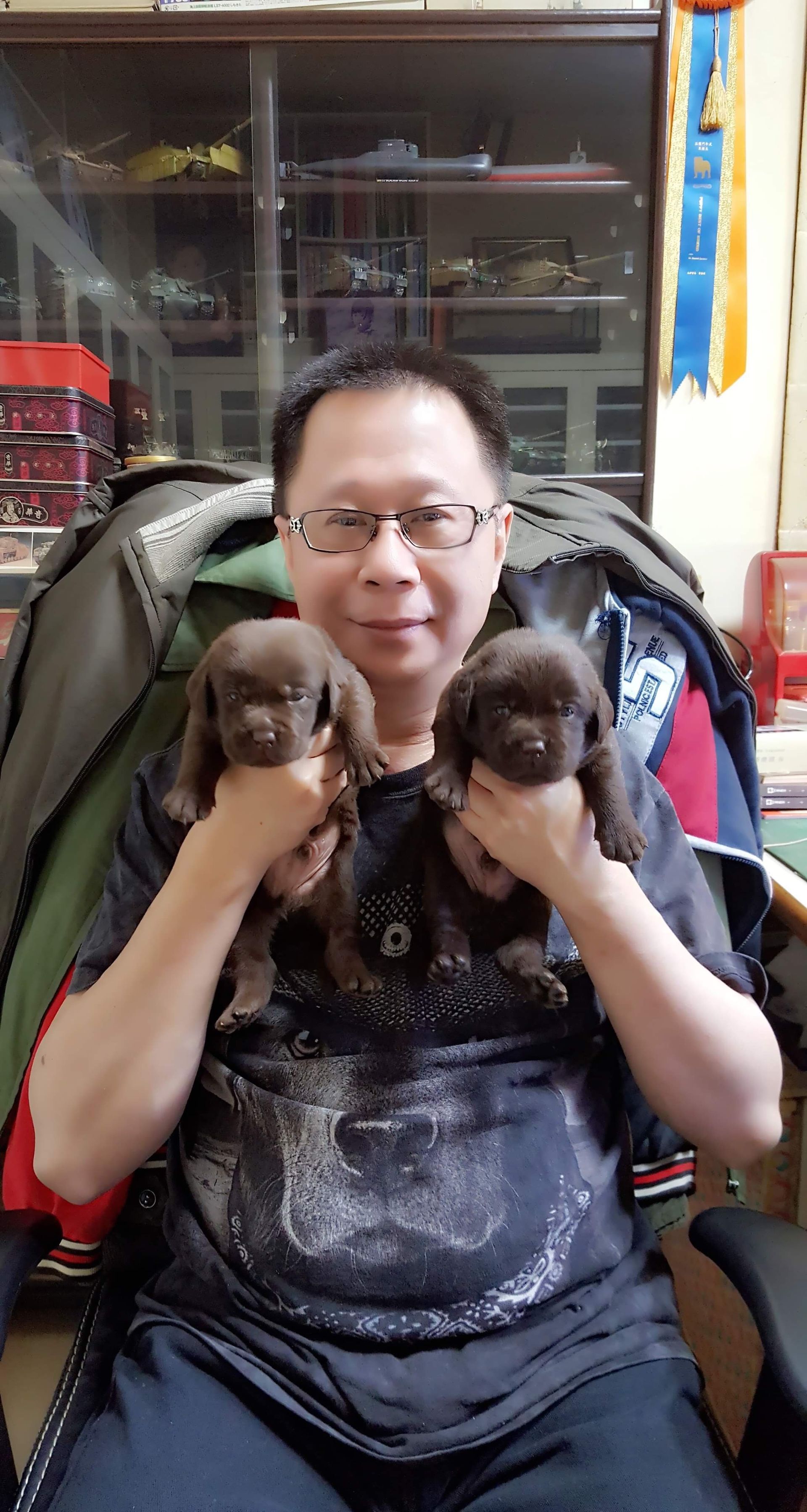 A person holding two chocolate Labrador puppies indoors.