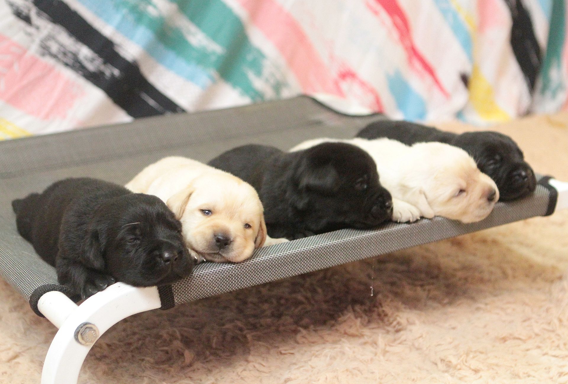 Black and yellow Labrador puppies resting in a row on a raised bed.