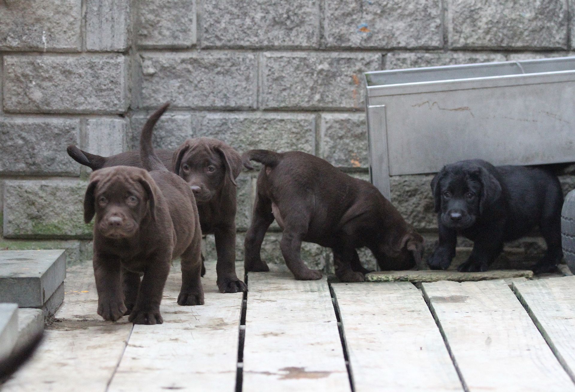 Chocolate and black Labrador puppies exploring a wooden deck.