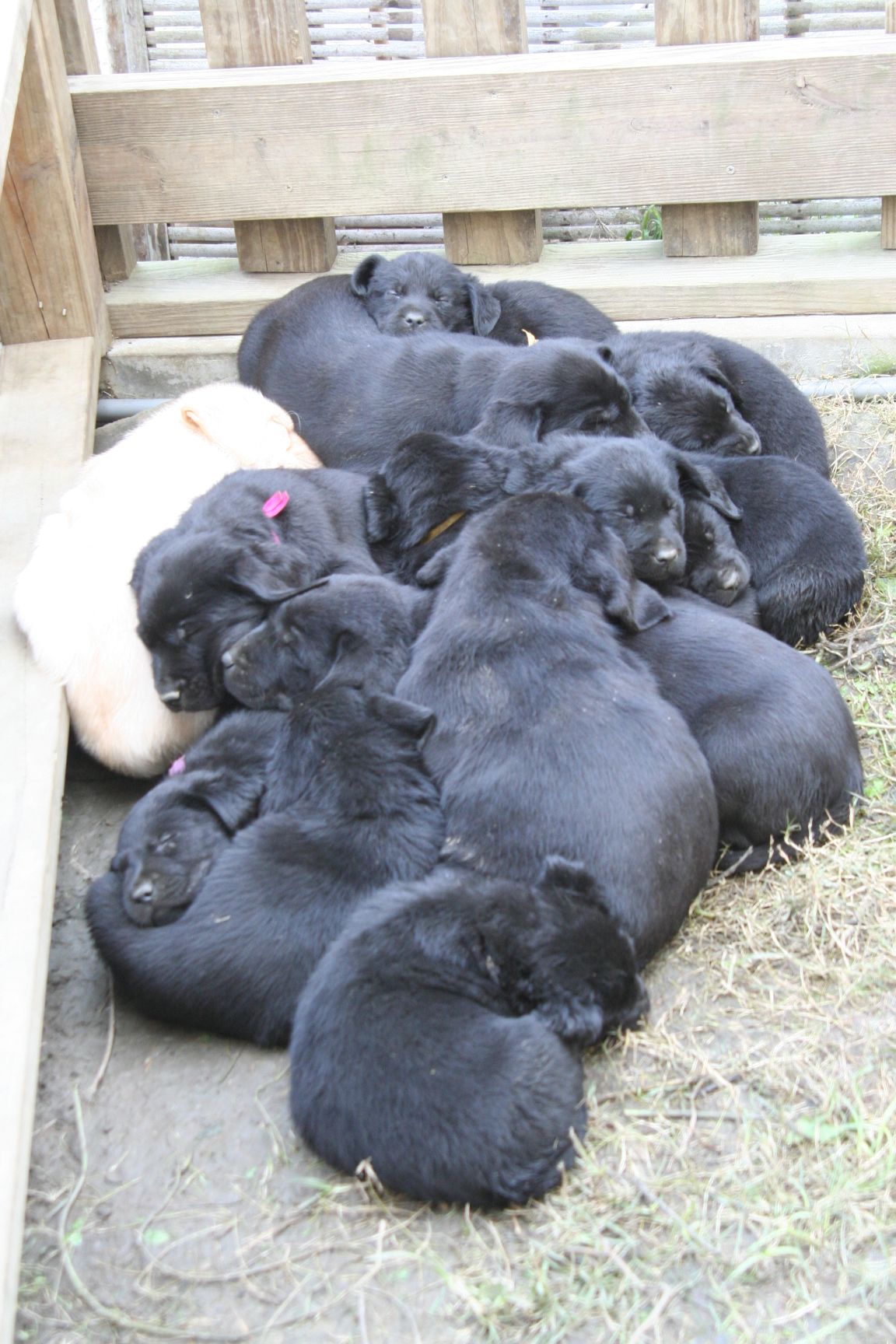 Black and yellow Labrador puppies resting together on a wooden bench.