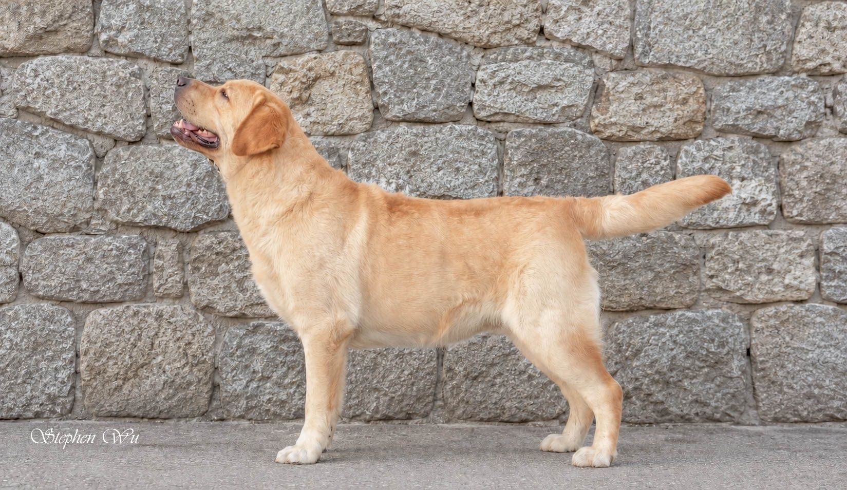 John, a Labrador Retriever at Toptail Labradors.