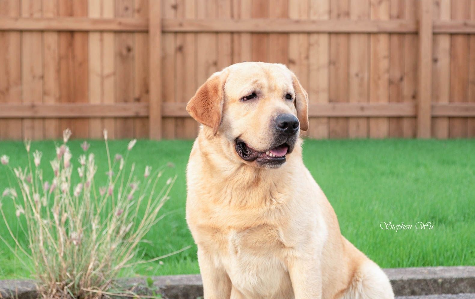 John, a Labrador Retriever at Toptail Labradors.