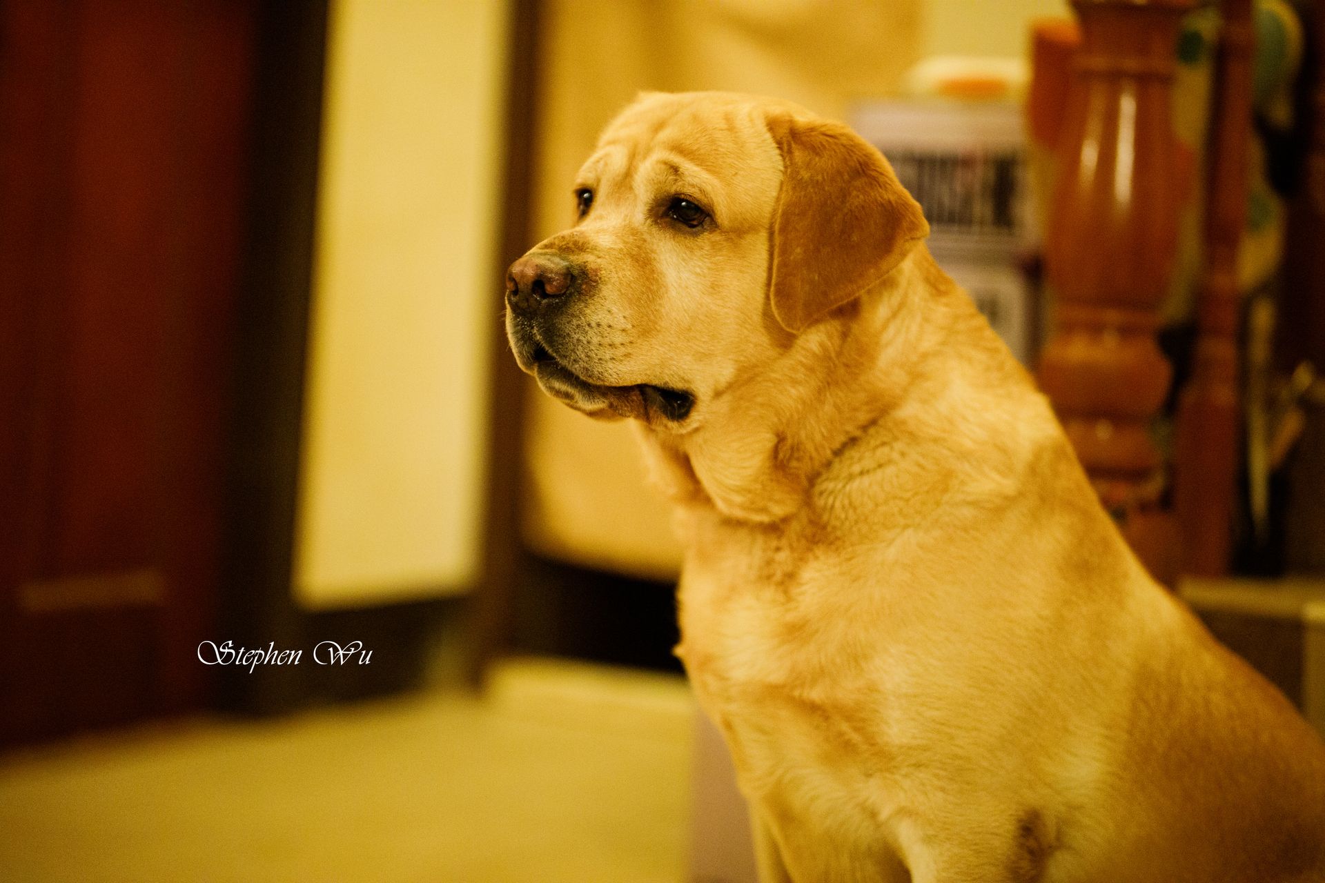 Joking, a Labrador Retriever at Toptail Labradors.