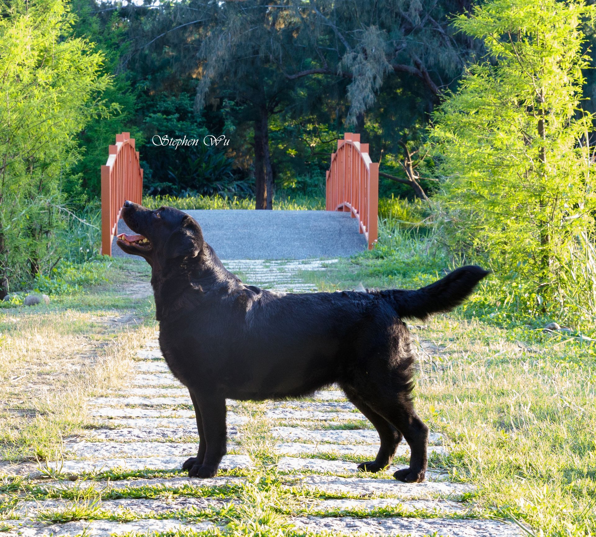 Kaze, a Labrador Retriever at Toptail Labradors.