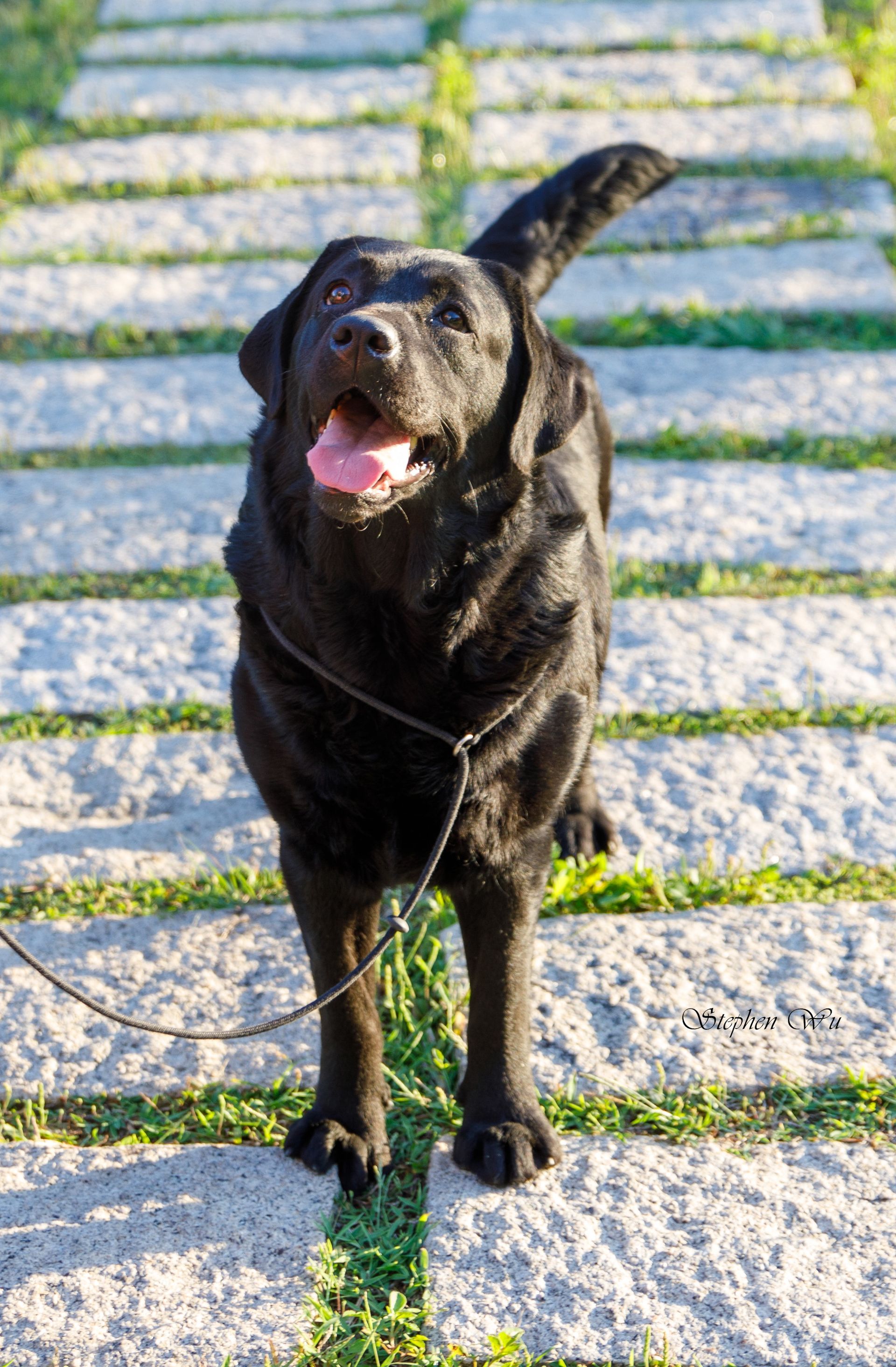 Kaze, a Labrador Retriever at Toptail Labradors.