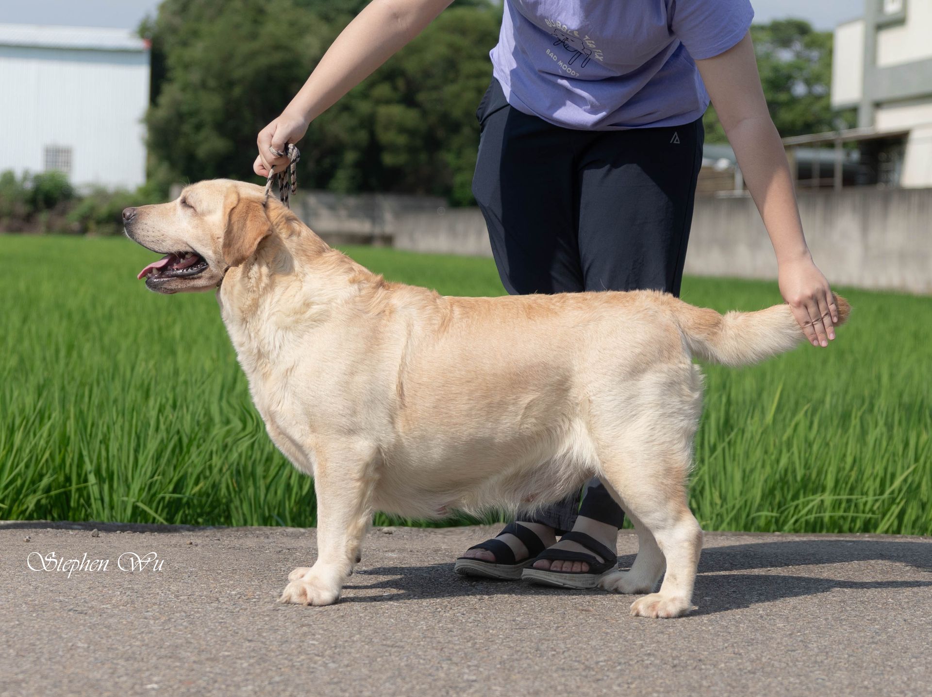 Mercy, a Labrador Retriever at Toptail Labradors.